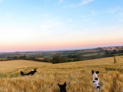 Dogs playing in a barley field